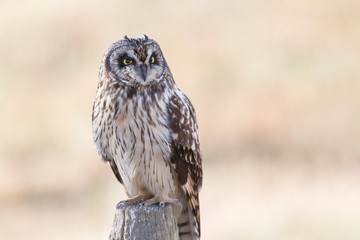 Short eared owl