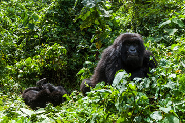 A big mountain gorilla in wilderness