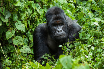 A silverback mountain gorilla in a primary rainforest