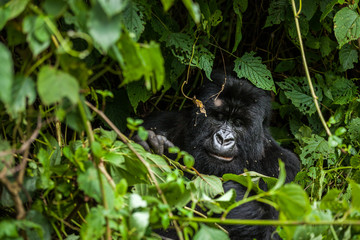 An endangered silverback mountain gorilla sitting in the rainforest greenery