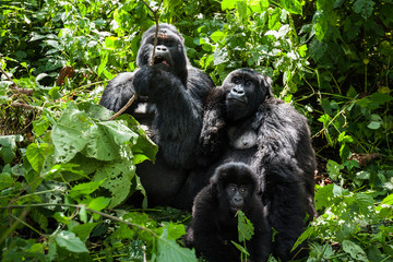 A family of endangered mountain gorillas in the rainforest of Virunga park