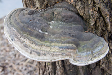 Mushroom on the tree. Background for nature and plants.