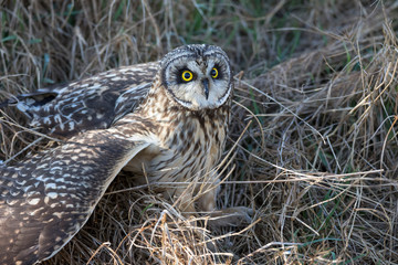 Short eared owl