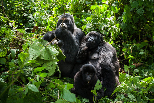 A family of endangered mountain gorillas in the lush rainforest greenery
