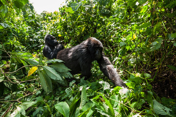 Two endangered silverback mountain gorillas walking in the rainforest