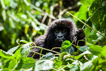 A juvenile mountain gorilla feeding in the jungle in Congo