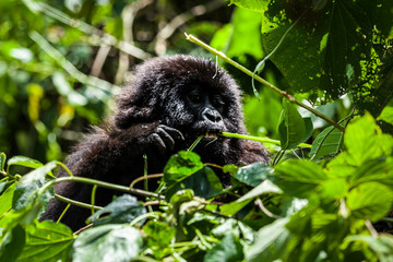 A juvenile mountain gorilla feeding in the jungle in Virunga Park