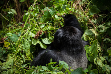 An endangered mountain gorilla is feeding in the forest of Virunga Park