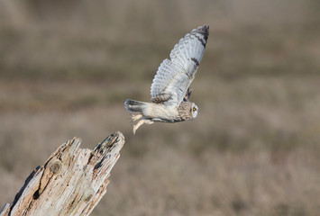Short eared owl