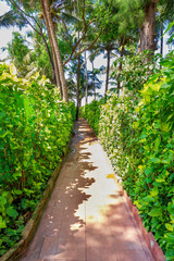 Footpath path surrounded by green plants. Green alley
