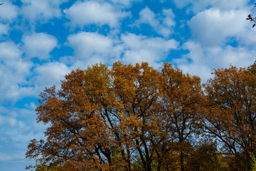 Naklejka premium tree in autumn