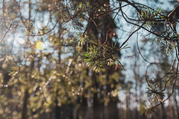 pine tree branches in sunny morning