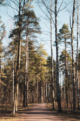 pine tree branches in sunny morning