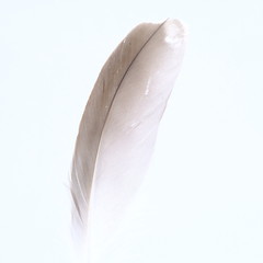 single white feather with white background