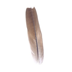 single white feather with white background