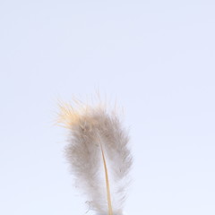 single white feather with white background