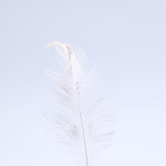 single white feather with white background