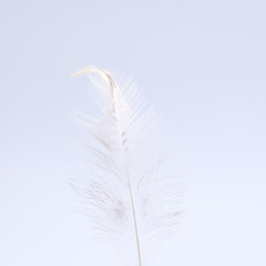 single white feather with white background