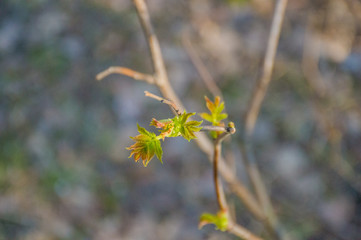 new green leaves on branch tree in spring