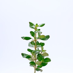 Green seedling on white background