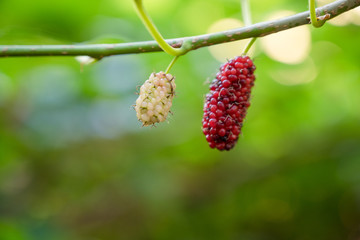 red berries on a branch