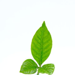 Fototapeta na wymiar Green seedling on white background