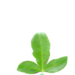 green leaf isolated on white background