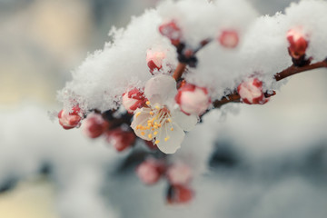 Spring blossom under the snow. Branches with bloomed cherry flowers under late snow. Macro shot...