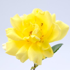 Yellow rose isolated on white background. Deep focus.
