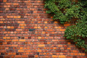 Climbing plant, green ivy or vine plant growing on antique brick wall of abandoned house. Retro style background