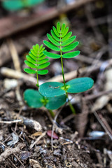 young plant in soil