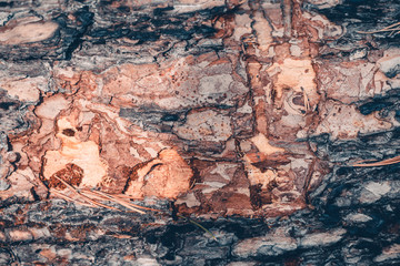 Pine bark on a tree in the forest.