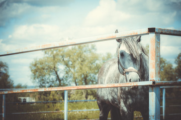 Unbroken white horse in the corral behind the fence.