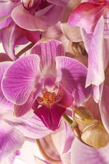 Delicate background of orchid flowers in pink and lilac colors. Selective focus, light background.