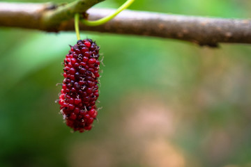 wild berries on a branch