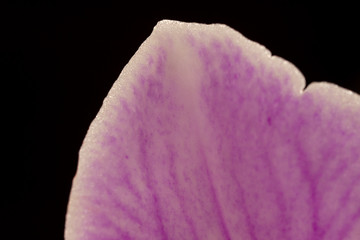 Macro photo of the edge of an orchid petal. On a black background.