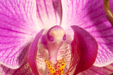 Fototapeta na wymiar Macro photo of the core of an orchid flower. Inside an orchid flower, closeup. Selective focus.