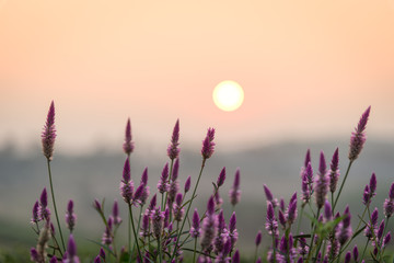 The scenery of the purple flowers in sunrise time.