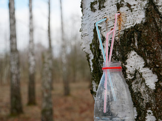 The original way to collect birch sap in spring