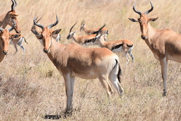 Impalas in Serengeti National Park, Tanzania