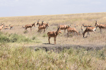 Naklejka na ściany i meble Impalas in Serengeti National Park, Tanzania