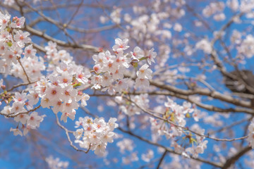 cherry blossom in spring