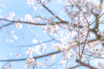 Obraz premium cherry blossom in spring