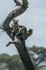 Fototapeta na wymiar A leopard of African Panthera pardus on a tree looks for the prey of African Tanzania.