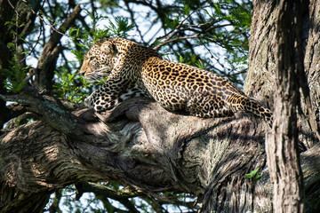 Fototapeta na wymiar A leopard of African Panthera pardus on a tree looks for the prey of African Tanzania.
