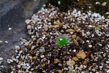 小さな多肉植物＿センペルビウム