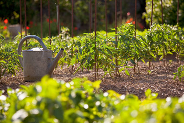 Jardin potager au soleil et arrosoir près des tomates. - obrazy, fototapety, plakaty