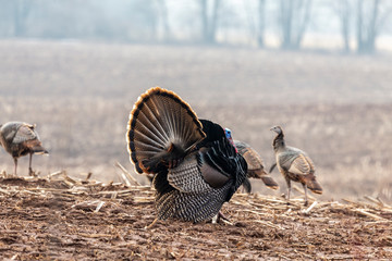 Wild turkey. Wild turkey is American native animal.