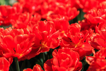 Closeup of red-orange tulips flowers with green leaves in the park outdoor. beautiful flowers in spring