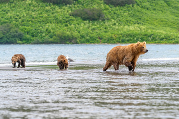 Fototapeta premium Ruling the landscape, brown bears of Kamchatka (Ursus arctos beringianus)
